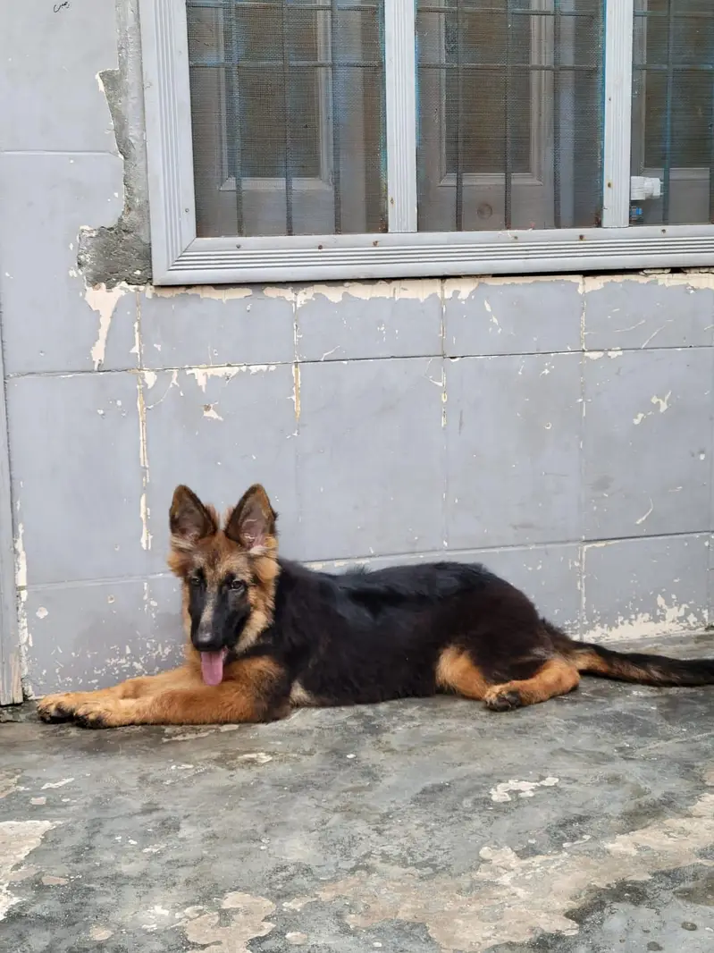 German shepherd what's app number 03207441268 — photo 5