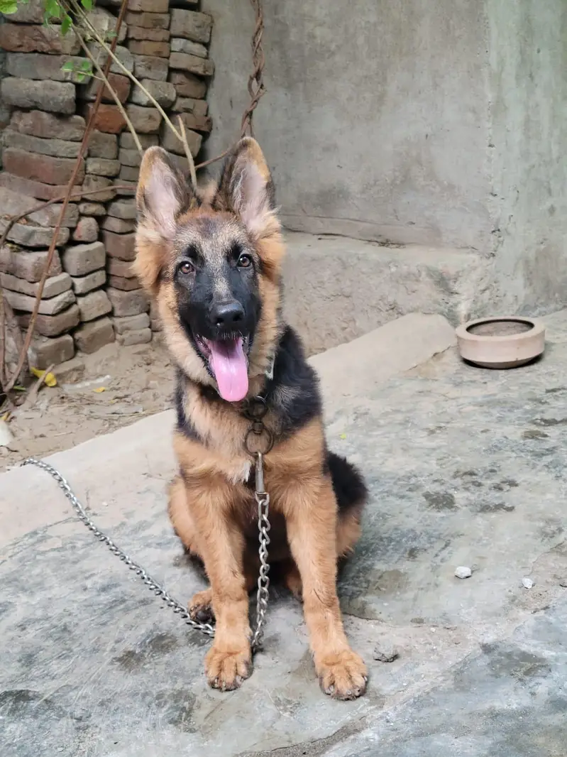 German shepherd what's app number 03207441268 — photo 7