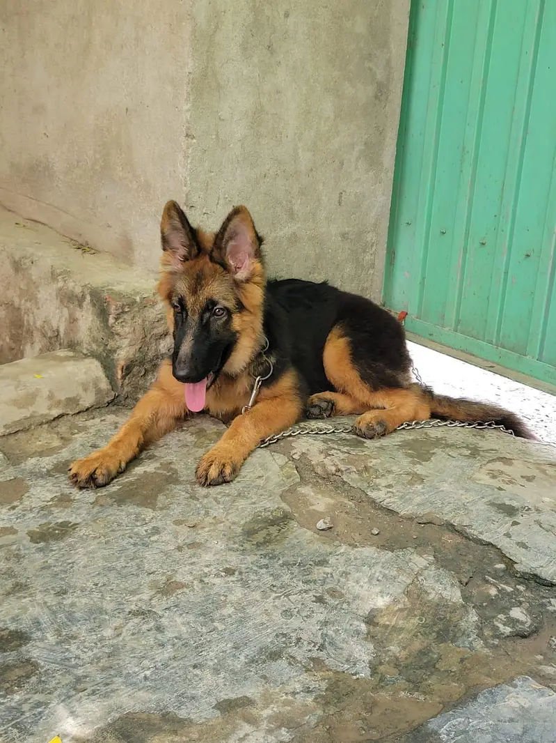 German shepherd what's app number 03207441268 — photo 8