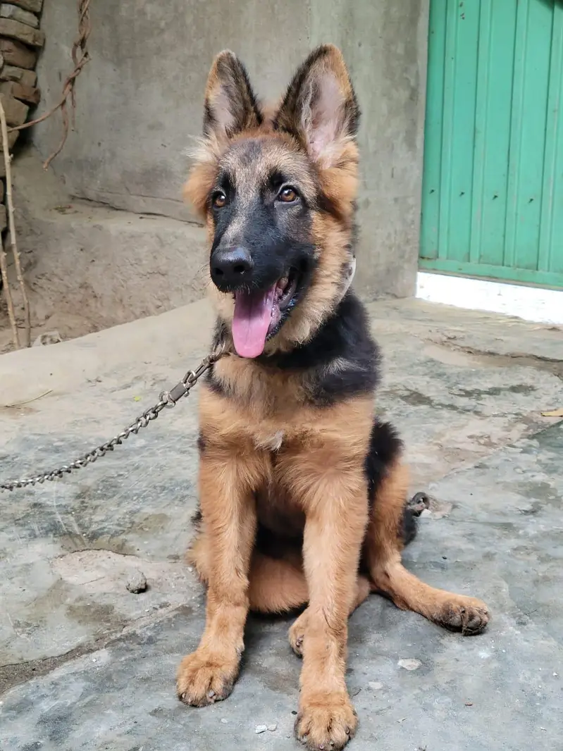German shepherd what's app number 03207441268 — photo 9
