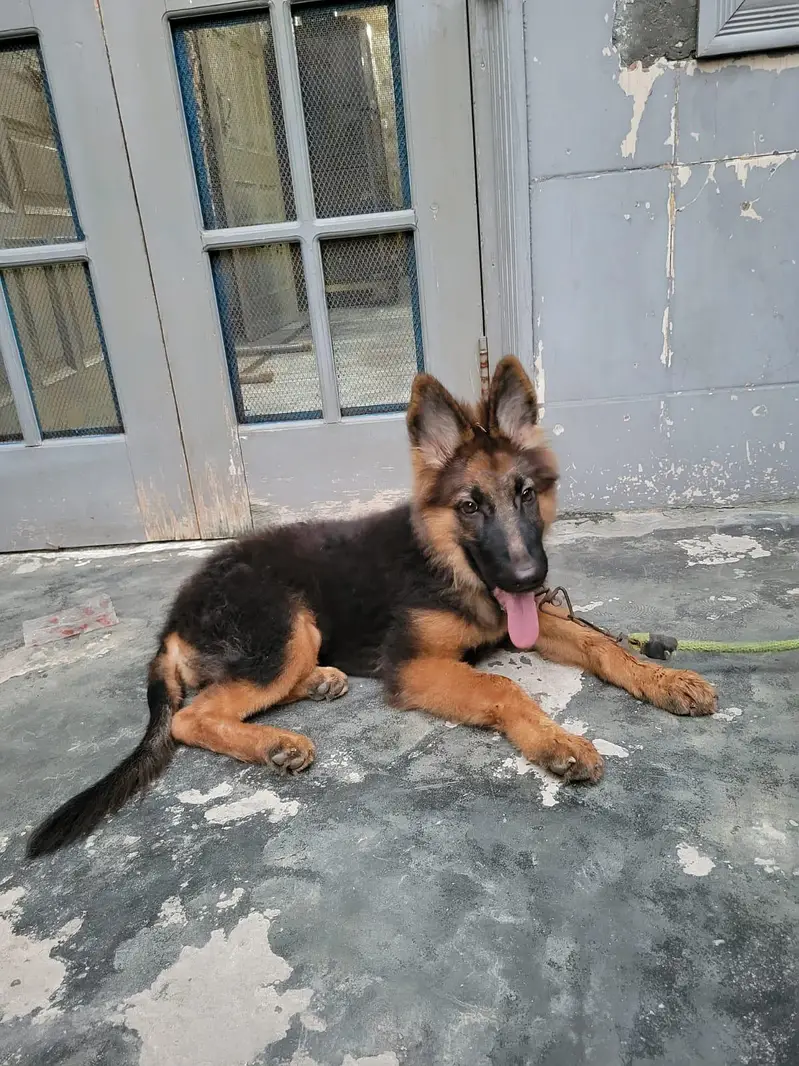 German shepherd what's app number 03207441268 — photo 10