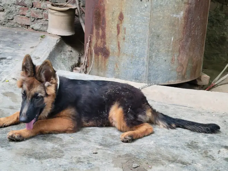 German shepherd what's app number 03207441268 — photo 11