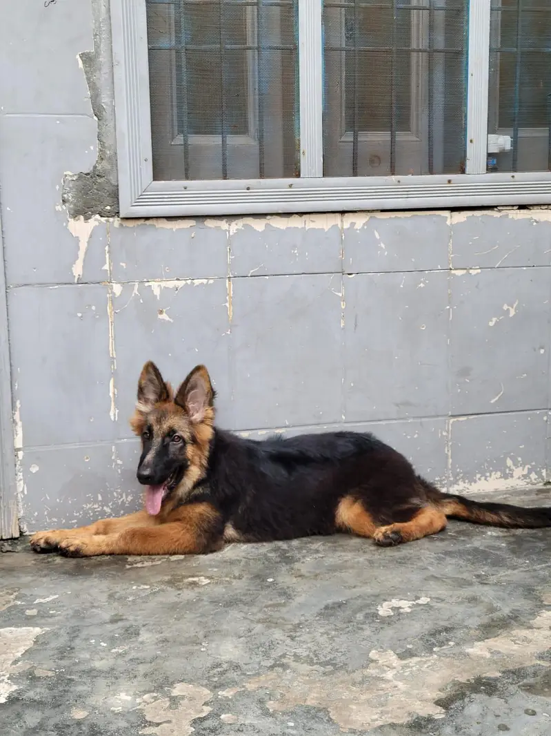 German shepherd what's app number 03207441268 — photo 12
