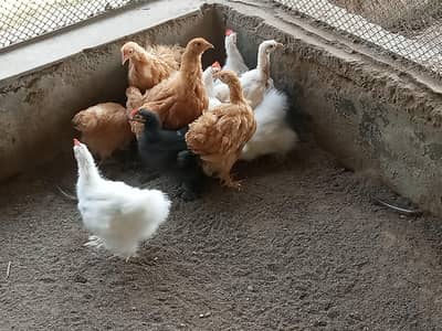 silkie and buff pairs. Female or male seperate bi ml jaen gen