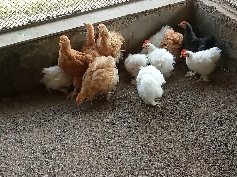 silkie and buff pairs. Female or male seperate bi ml jaen gen — photo 2