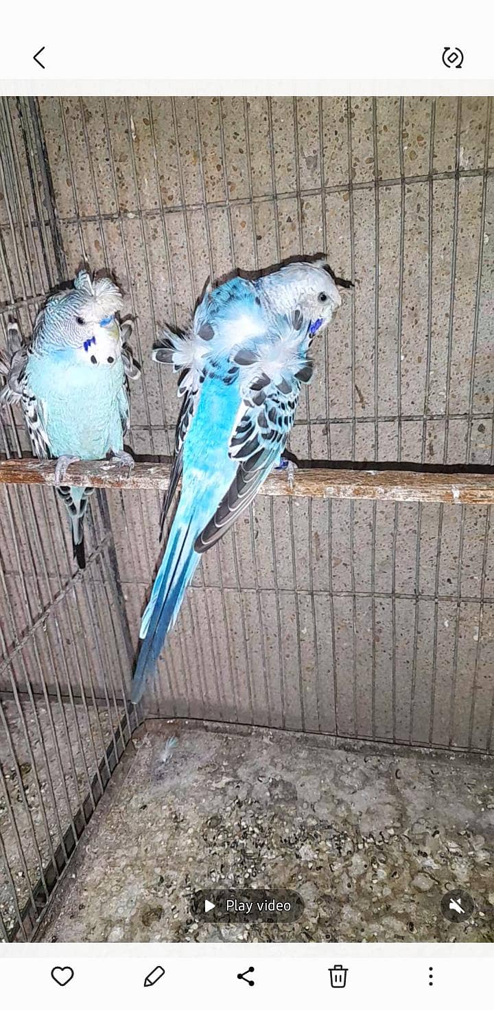 hogo pair 1