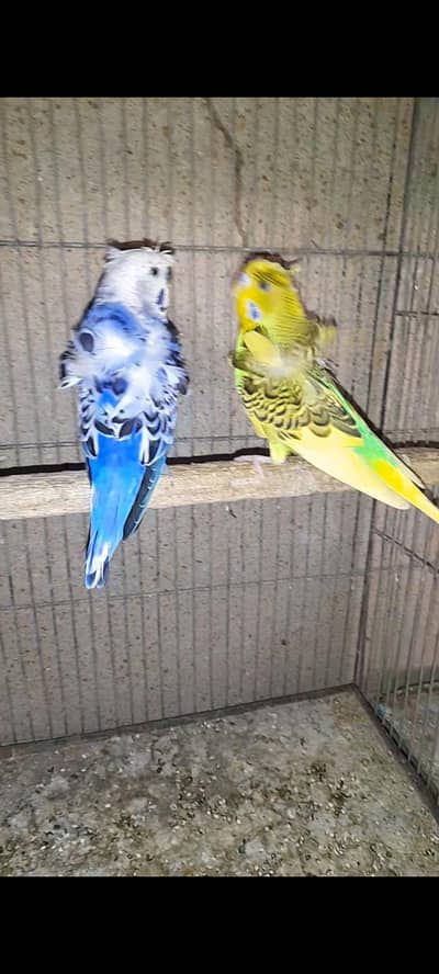 hogo pair