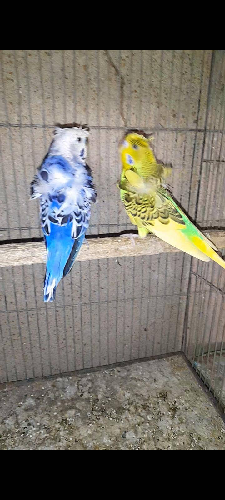 hogo pair 2