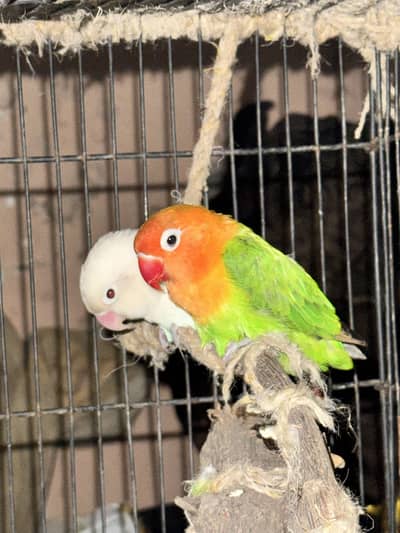 Love birds for sale