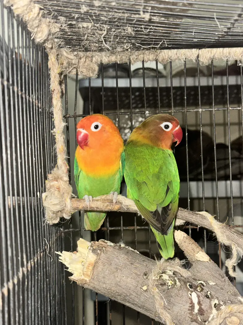 Love birds for sale — photo 2
