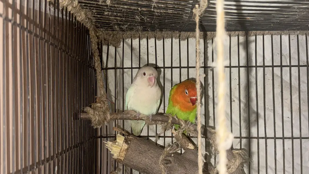 Love birds for sale — photo 3
