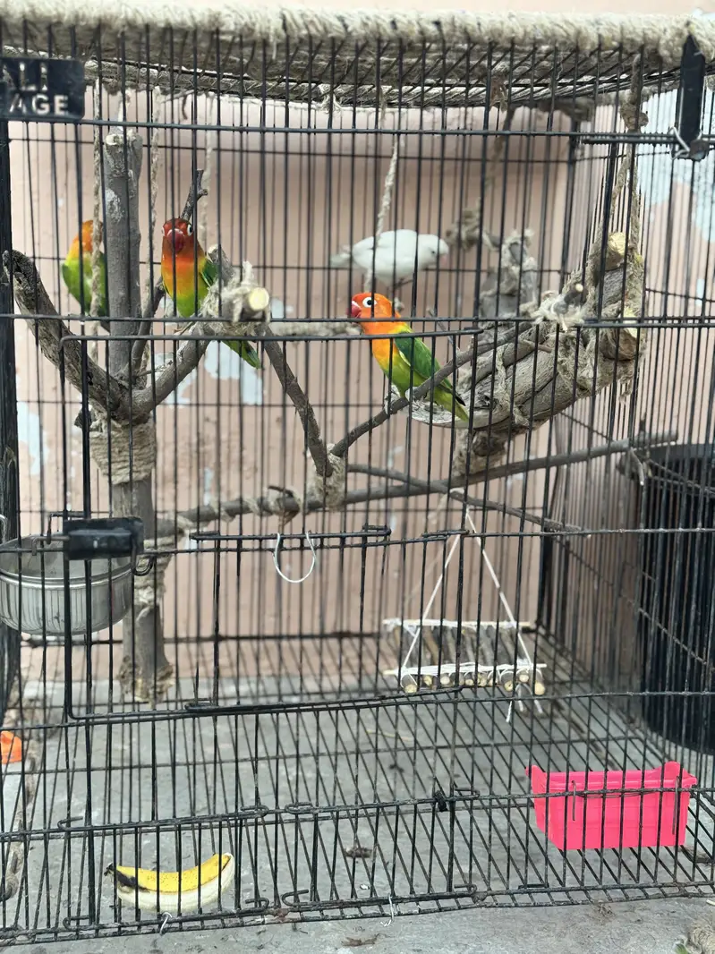 Love birds for sale — photo 4