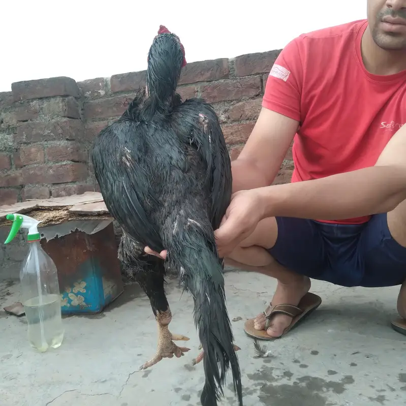 Beautiful Aseel murga for sale — photo 7