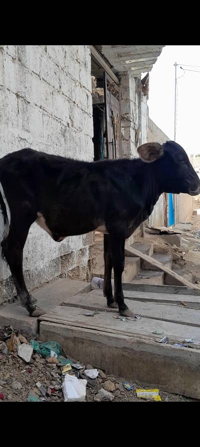 friesian bachri
