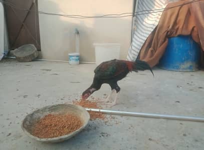 Aseel morga for sell