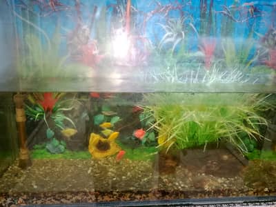 equriume fish