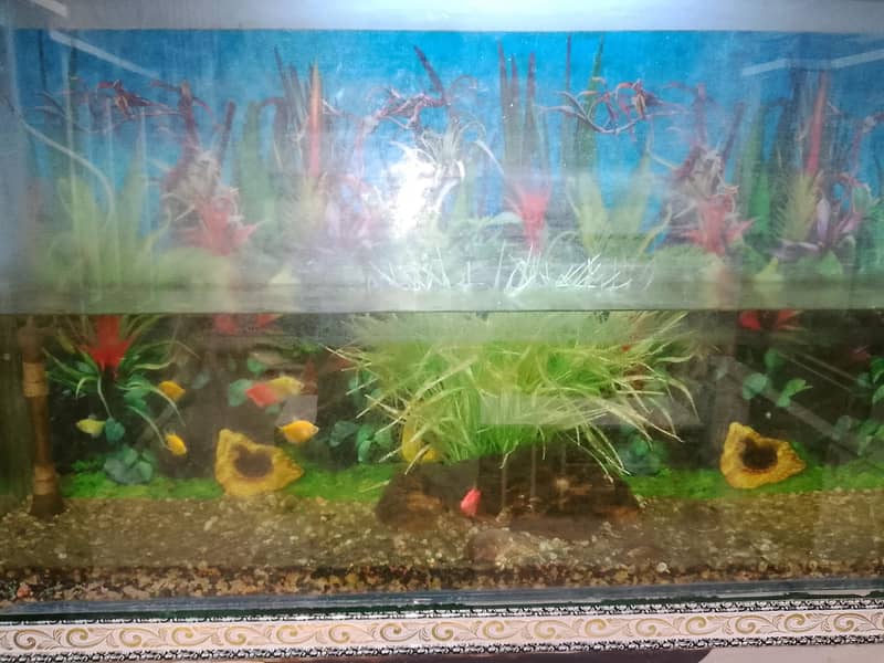equriume fish 1