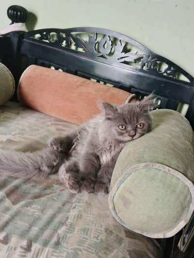 Cat gray colour 4 months ago