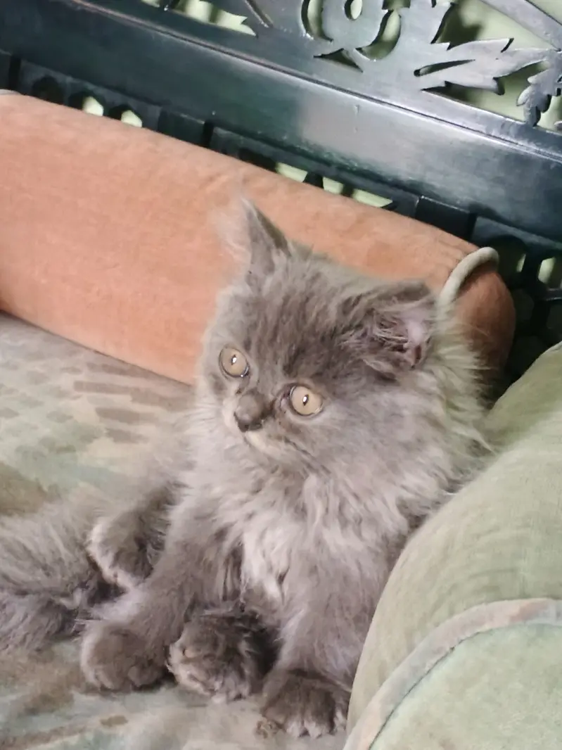Cat gray colour 4 months ago — photo 2