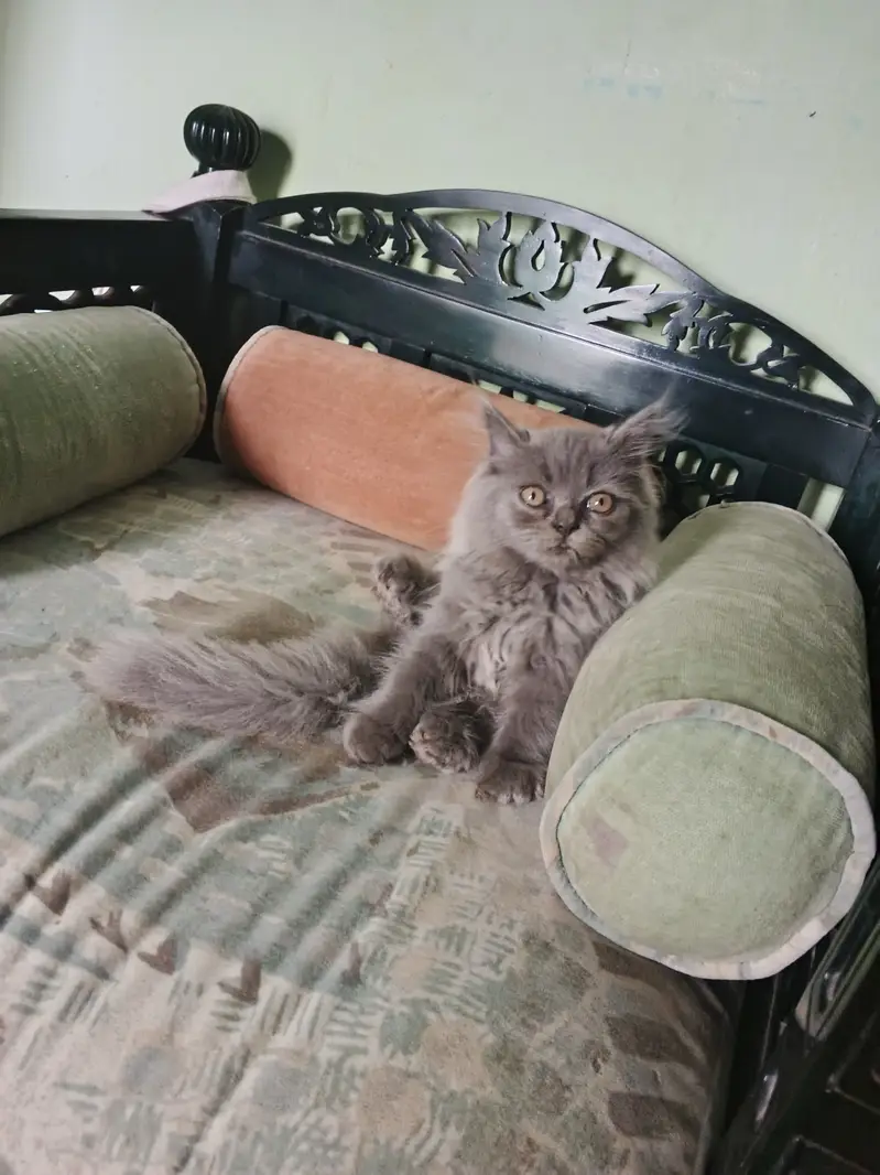 Cat gray colour 4 months ago — photo 3