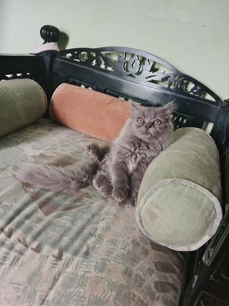 Cat gray colour 4 months ago — photo 4