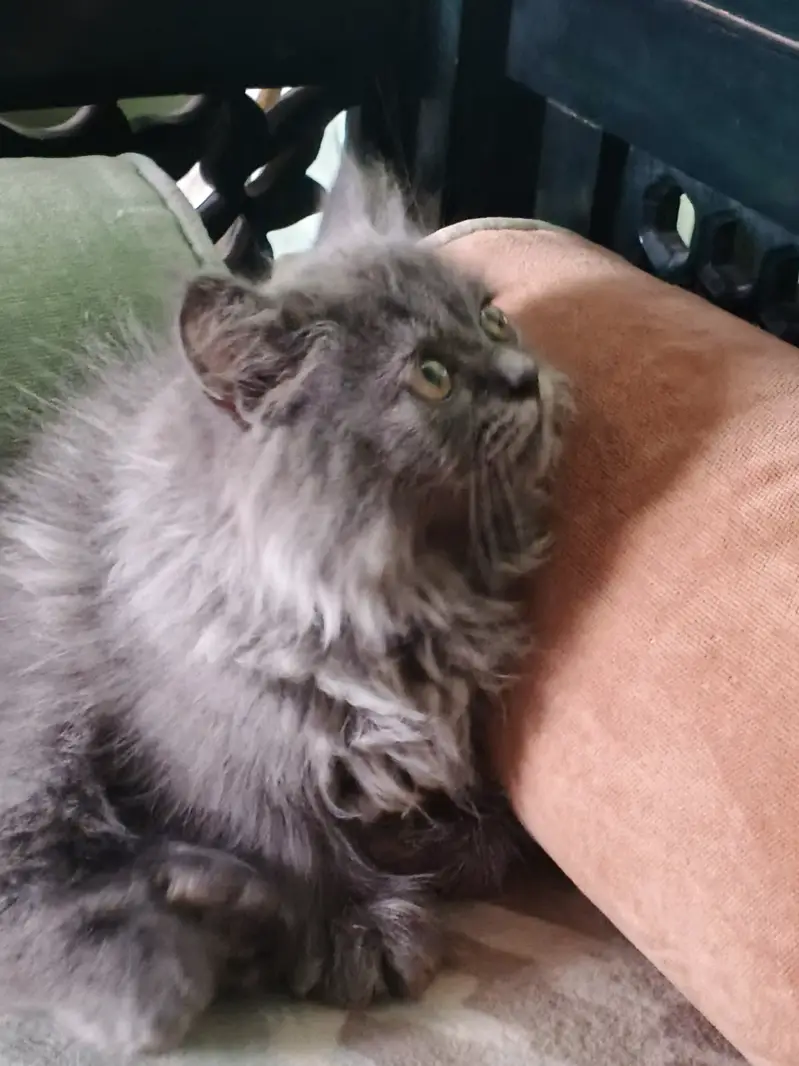 Cat gray colour 4 months ago — photo 5