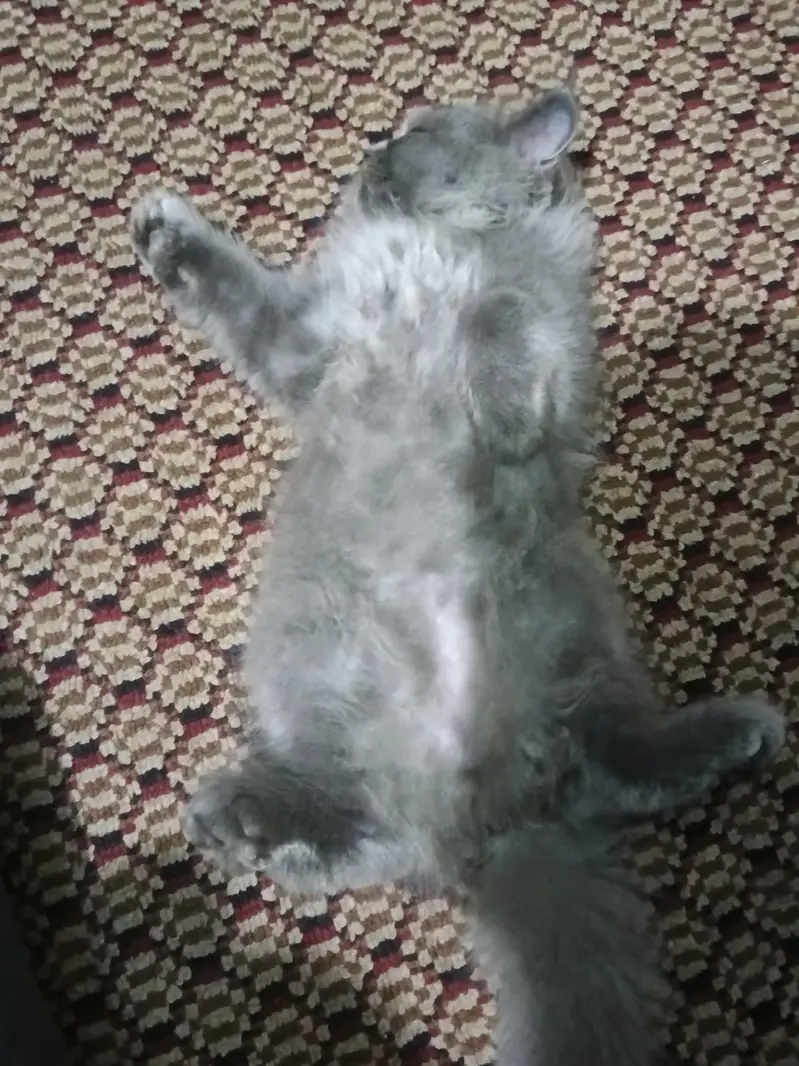 Cat gray colour 4 months ago — photo 6