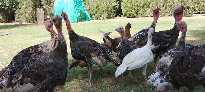 Turkey breeders and chicks