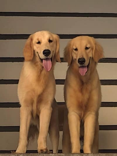 Purebred Golden Retriever Puppies – Healthy & Heavy-Boned