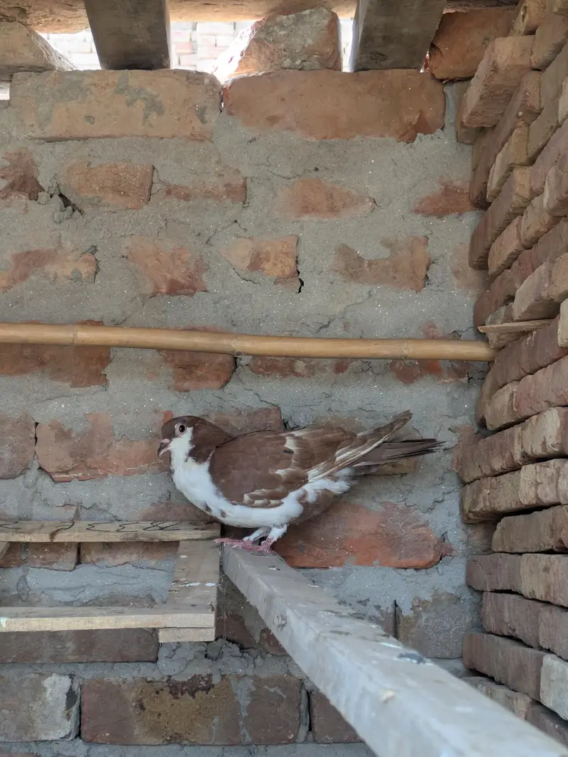 lathy kabutar 4 piece per 550 final — photo 2
