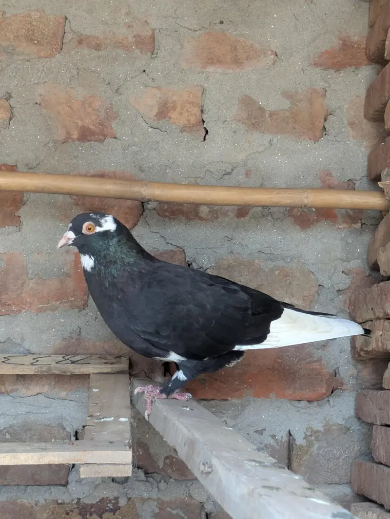 lathy kabutar 4 piece per 550 final — photo 3