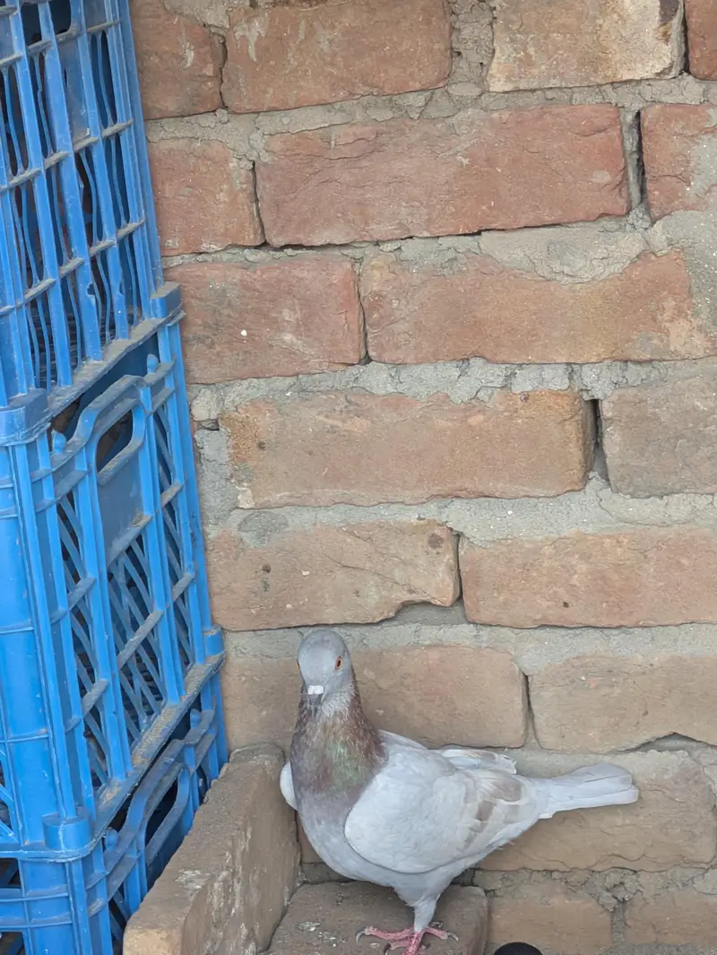 lathy kabutar 4 piece per 550 final — photo 4