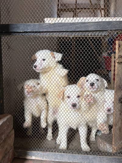 Russian Puppies