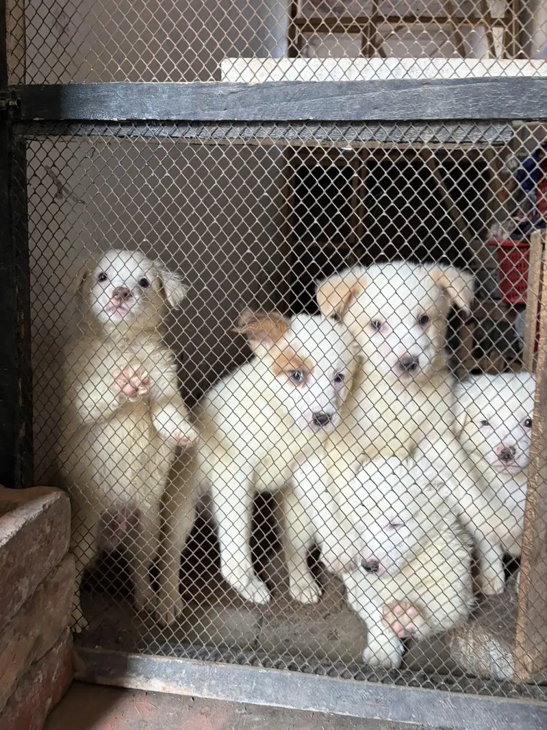 Russian Puppies — photo 2