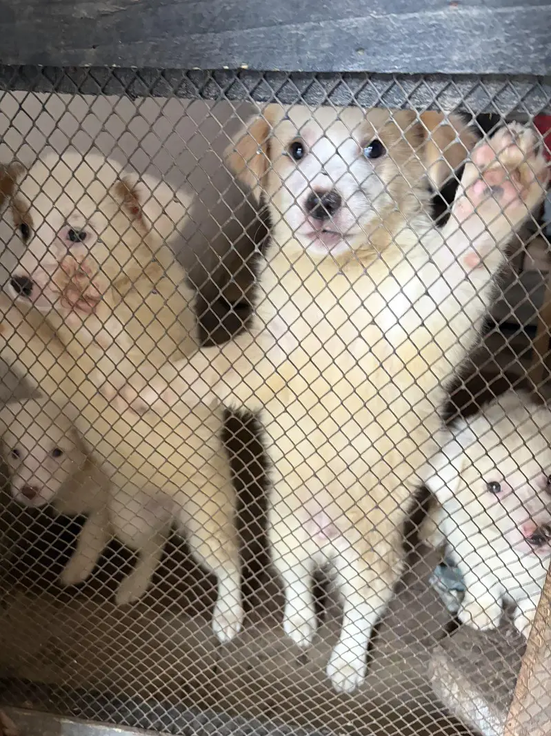 Russian Puppies — photo 3