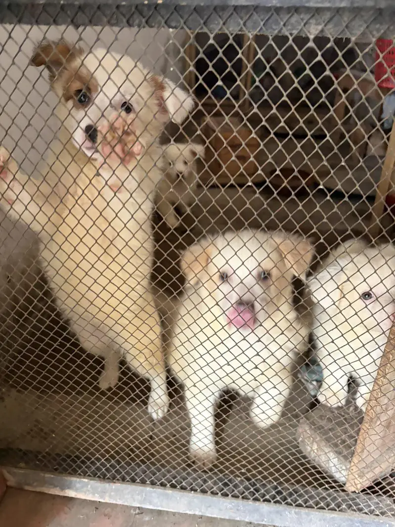 Russian Puppies — photo 4