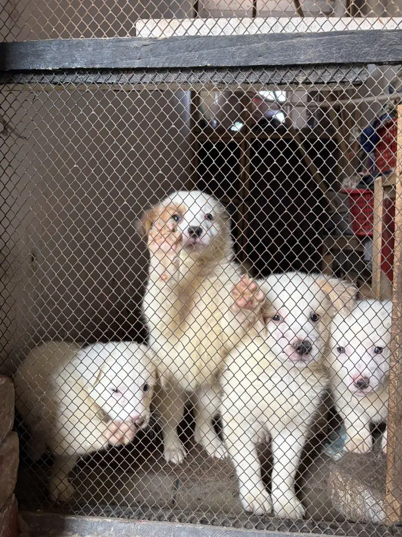 Russian Puppies — photo 5