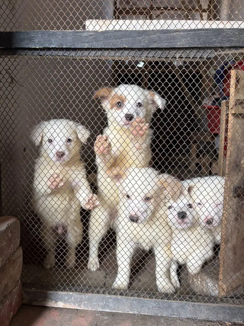 Russian Puppies — photo 6