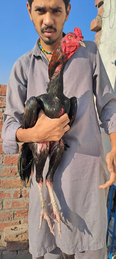 shazaib Aseel faram kamaliya breed