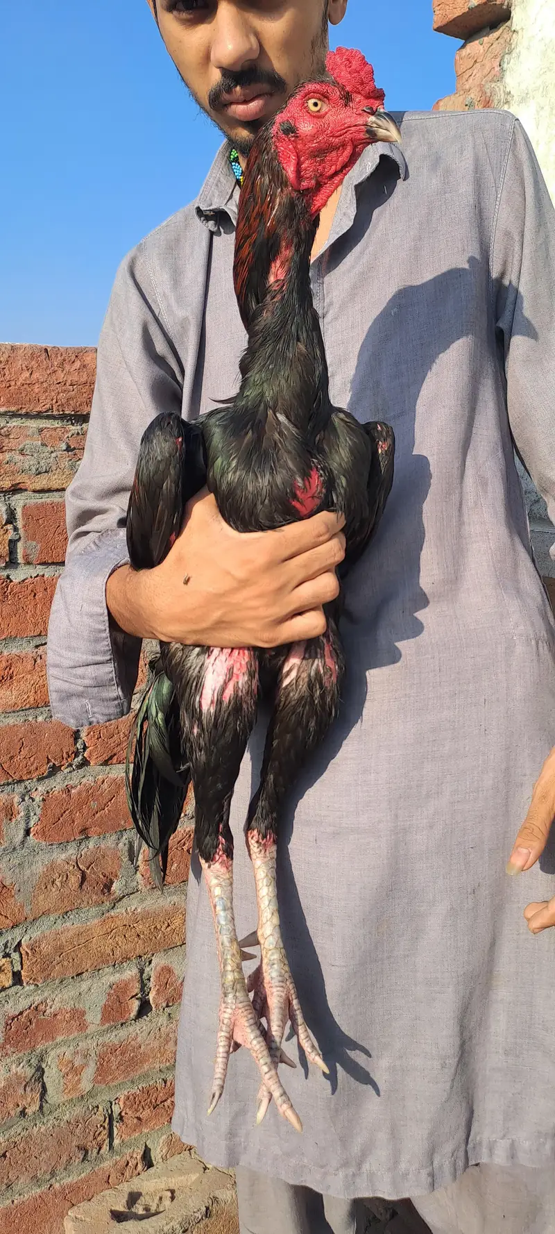 shazaib Aseel faram kamaliya breed — photo 2