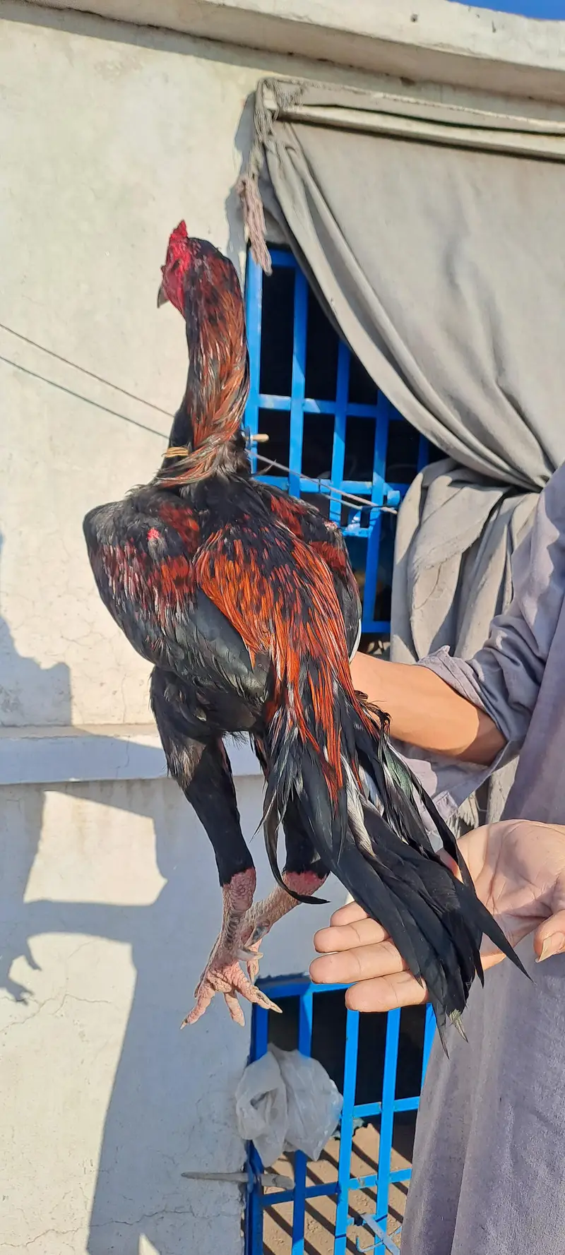 shazaib Aseel faram kamaliya breed — photo 3