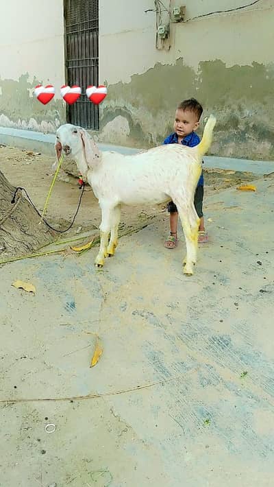 bakra munda