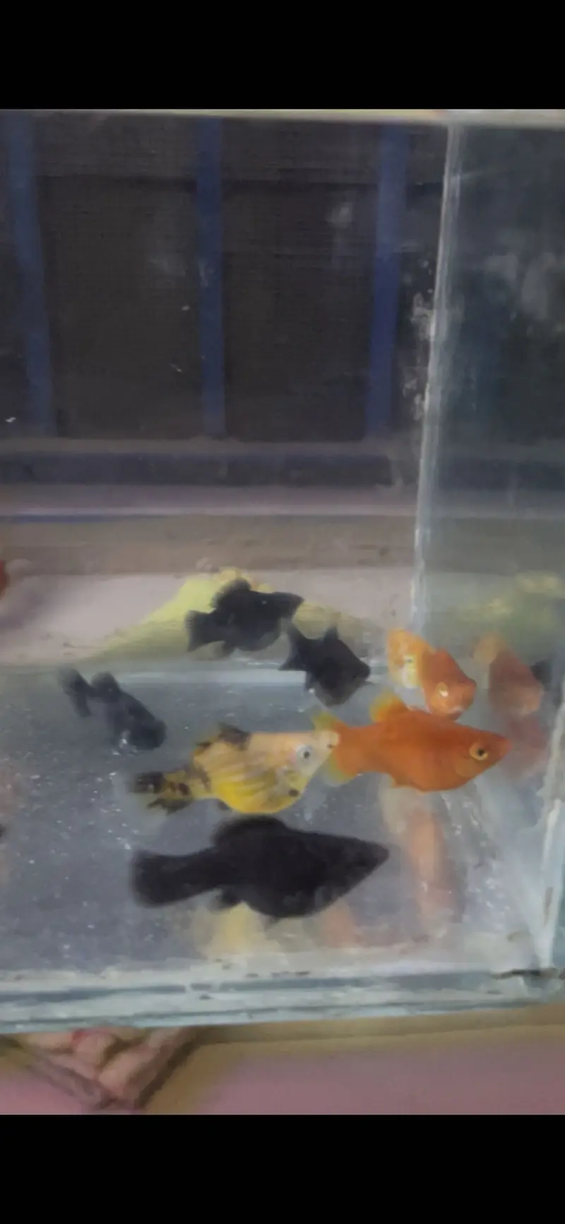 Fish / plants / crabs… — photo 2