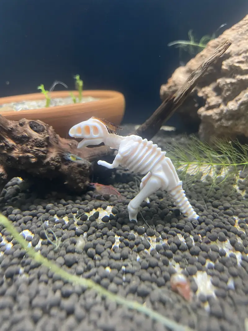 Fish / plants / crabs… — photo 3