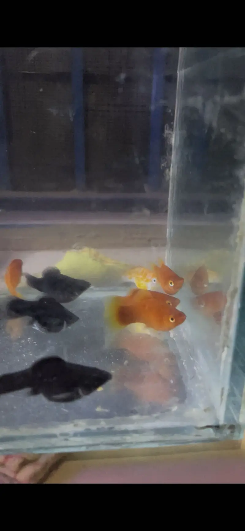 Fish / plants / crabs… — photo 4