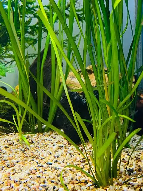 Fish / plants / crabs… — photo 5