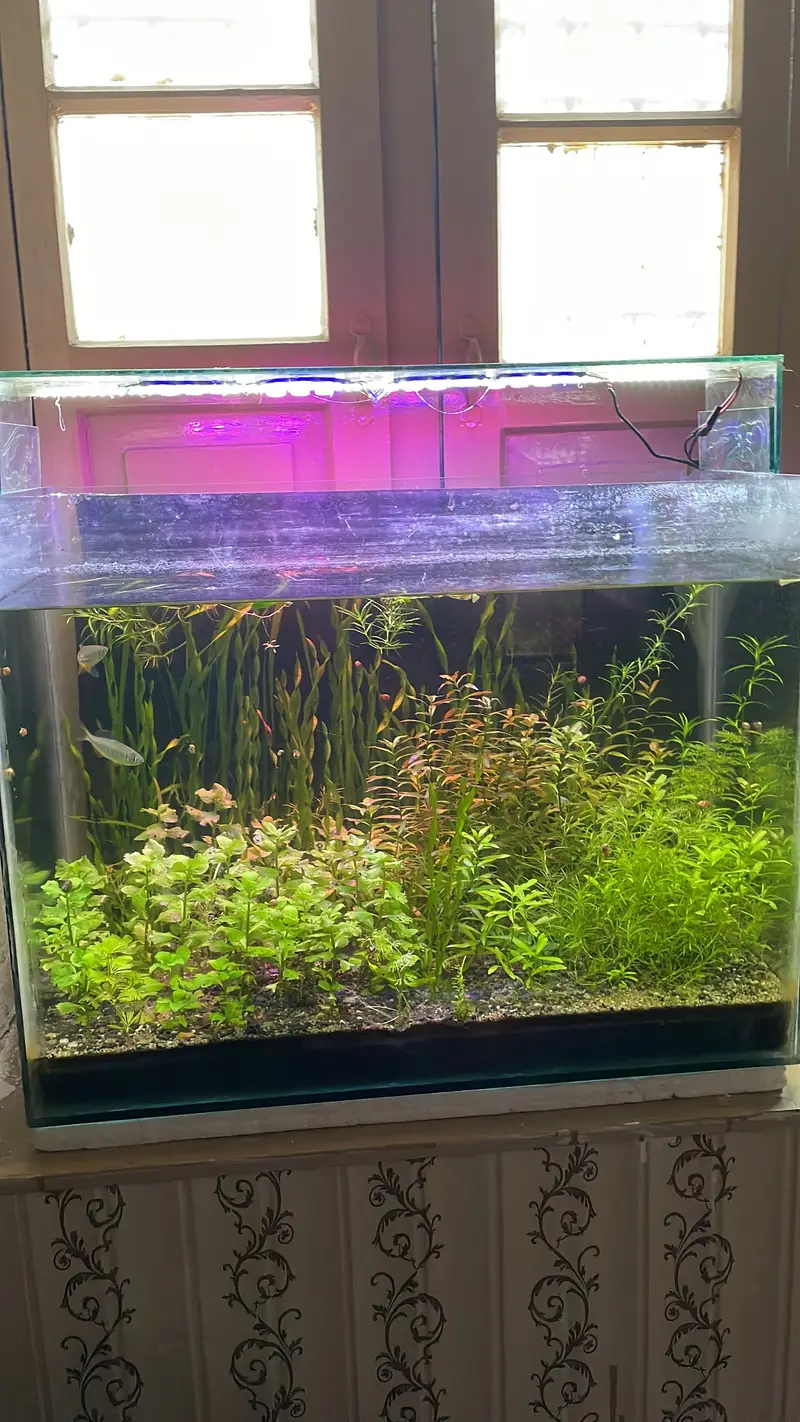 Fish / plants / crabs… — photo 8
