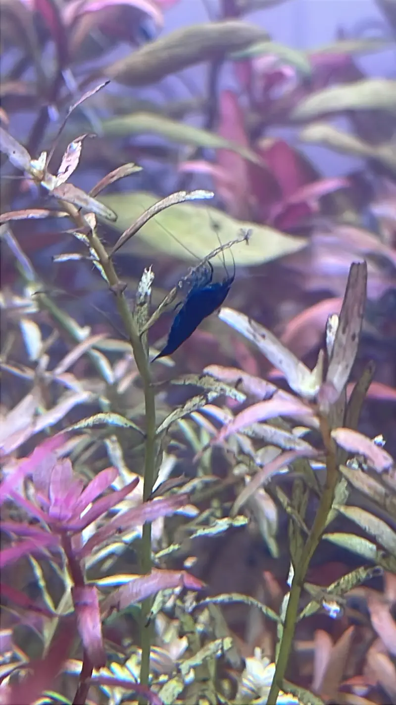 Fish / plants / crabs… — photo 9
