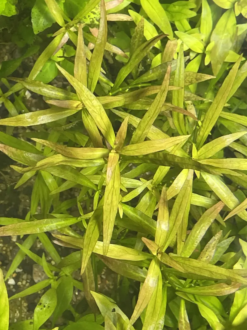 Fish / plants / crabs… — photo 10