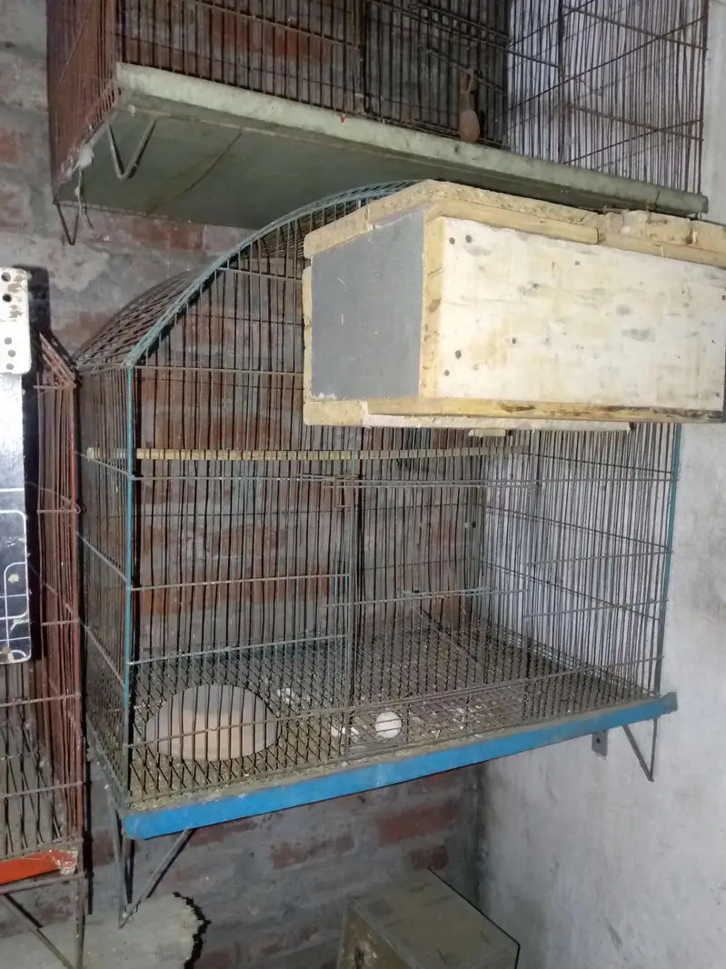 Birds cage for sale